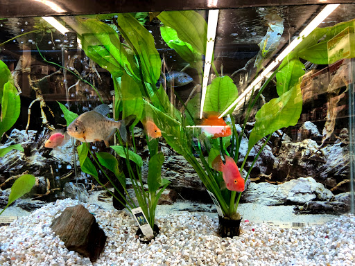 Pet Store «Petland Discounts - Kissena Blvd», reviews and photos, 71-8 Kissena Blvd, Flushing, NY 11367, USA