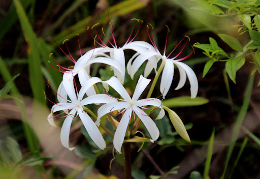 Park «Kapok Park», reviews and photos, 2950 Glen Oak Ave N, Clearwater, FL 33759, USA