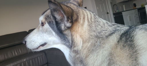 Pet Supply Store «Pet Supplies Plus», reviews and photos, 4100 Legacy Dr Suite 402, Plano, TX 75024, USA