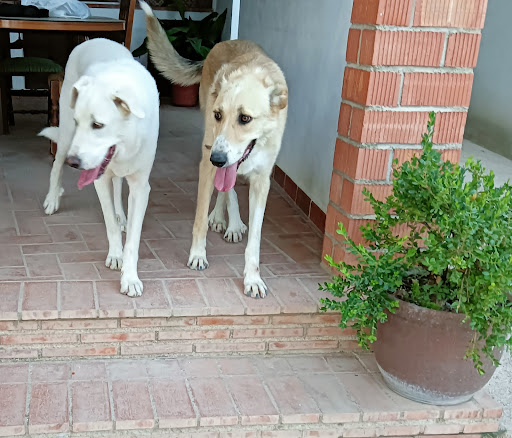 Clínica Veterinaria Granavet Churriana (Granada)