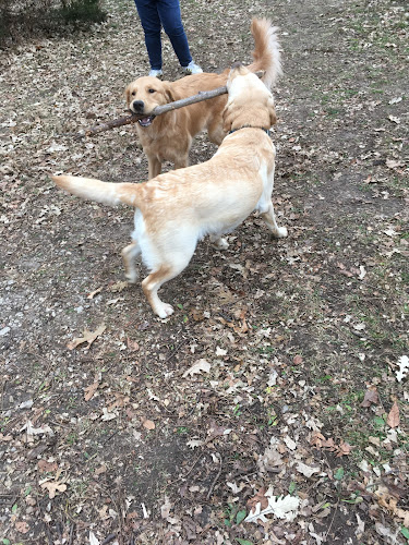 Swanson’s Streamway Dog Park and Daycare