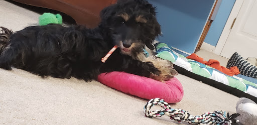 Pet Store «Liberty Agway Pet Center», reviews and photos, 11 Bon Jovi Ln, Liberty, NY 12754, USA