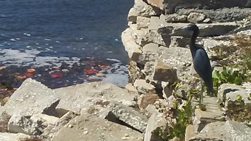 Park «Josiah Cephus Weaver Park», reviews and photos, 1258 Bayshore Blvd, Dunedin, FL 34698, USA