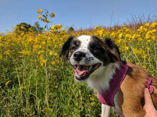 Nature Preserve «Arthur L. Janura Forest Preserve», reviews and photos, IL-58, Elgin, IL 60120, USA