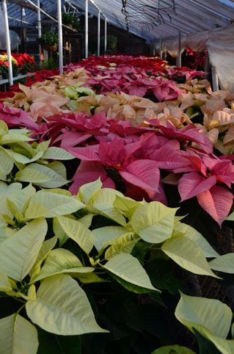 Florist «Guaranteed Plants & Florist», reviews and photos, 504 Locust Point Rd, Rumson, NJ 07760, USA