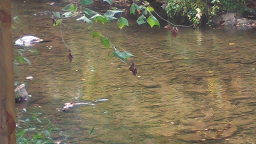 Brewery «Frog Level Brewing Co», reviews and photos, 56 Commerce St, Waynesville, NC 28786, USA