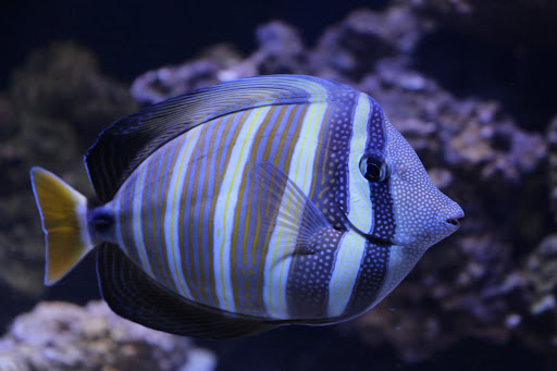 Tropical Fish Store «Ocean Gallery», reviews and photos, 980 US-22, North Plainfield, NJ 07060, USA