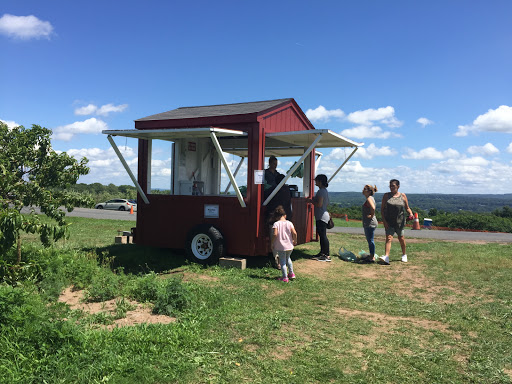 Tourist Attraction «Sunflower Maze», reviews and photos, South St, Middlefield, CT 06455, USA
