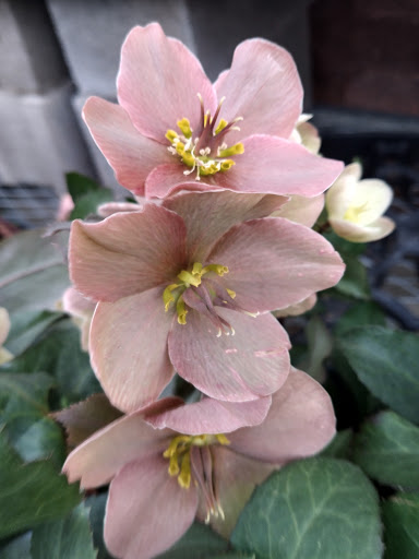 Home Improvement Store «The Home Depot», reviews and photos, 9615 Diamond Centre Dr, Mentor, OH 44060, USA