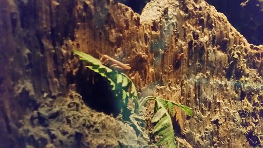 Natural History Museum «Fernbank Museum of Natural History», reviews and photos, 767 Clifton Rd, Atlanta, GA 30307, USA