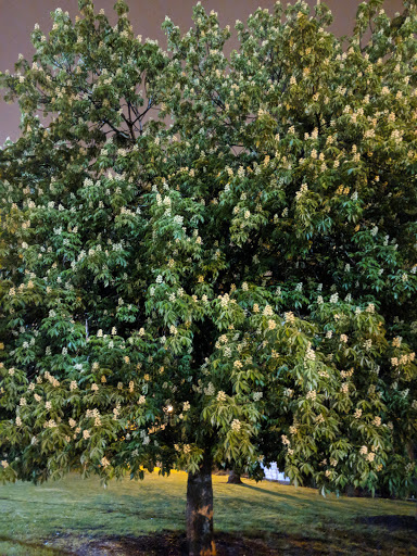 Park «Dunham Park», reviews and photos, 4638 N Melvina Ave, Chicago, IL 60630, USA