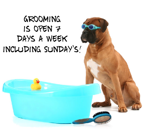 Pet Groomer «Spoiled Petz Pet Store and Grooming», reviews and photos, 12030 Donner Pass Rd #1, Truckee, CA 96161, USA