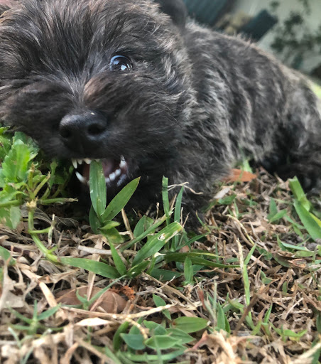 Pet Supply Store «Pet Supermarket», reviews and photos, 2924 13th St, St Cloud, FL 34769, USA