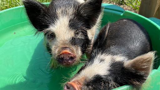 Cherry Mountain Farm and General Store