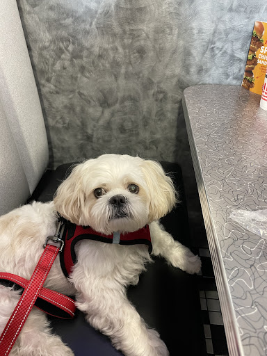 Pet Store «DipidyDawg Gourmet Dog Bakery & Boutique», reviews and photos, 21301 S Tamiami Trail Suite 430, Estero, FL 33928, USA