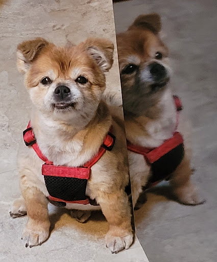 Pet Supply Store «Petco Animal Supplies», reviews and photos, 1220 Commons Cir, Plover, WI 54467, USA