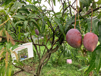 Hình Ảnh Vườn dừa 2 màu