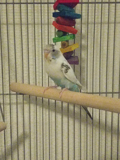 Pet Supply Store «PetSmart», reviews and photos, 13337 Worth Ave, Woodbridge, VA 22192, USA