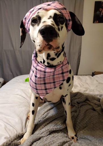 Pet Supply Store «Pet Pros», reviews and photos, 13402 Bothell Everett Hwy, Mill Creek, WA 98012, USA