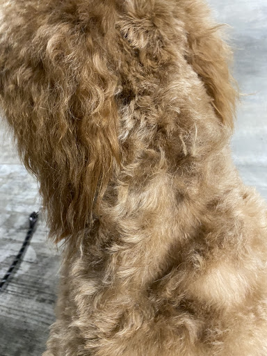 Pet Groomer «Snip Doggy Dog», reviews and photos, 237 Sound Beach Ave, Old Greenwich, CT 06870, USA