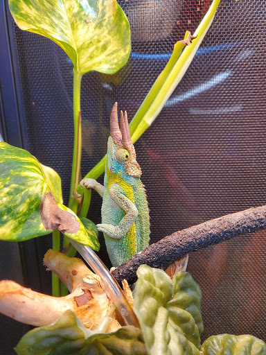 Pet Store «Bluewater Zoo Exotic Aquariums & Reptiles», reviews and photos, 159 Miracle Strip Pkwy SE, Fort Walton Beach, FL 32548, USA