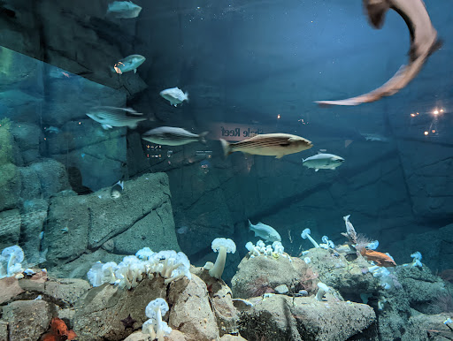 Aquarium «Monterey Bay Aquarium», reviews and photos, 886 Cannery Row, Monterey, CA 93940, USA