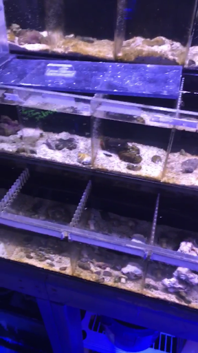 Tropical Fish Store «Quantum Reefs», reviews and photos, 7025 Brookfield Plaza, Springfield, VA 22150, USA