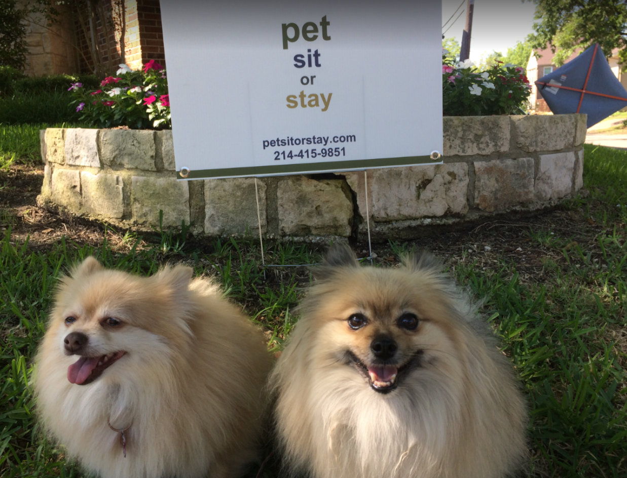 Pet Sit or Stay