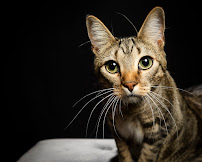 Crimson Cat Studios - Photo 7 - Car repair in Lakewood, CO, Lakewood