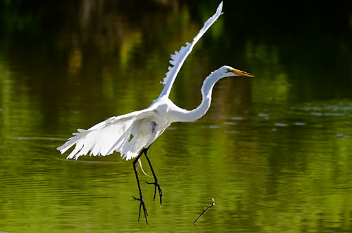 National Reserve «Riparian Preserve at Water Ranch», reviews and photos, 2757 E Guadalupe Rd, Gilbert, AZ 85234, USA