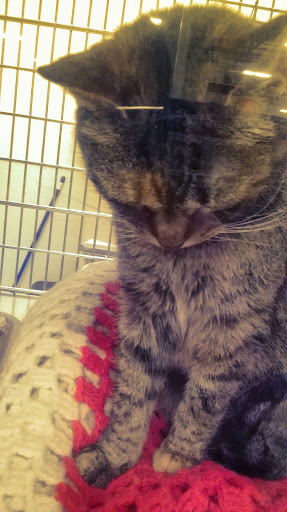 Pet Supply Store «PetSmart», reviews and photos, 70 Worcester-Providence Turnpike #240, Millbury, MA 01527, USA