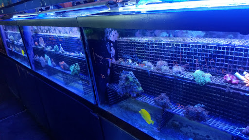 Tropical Fish Store «Tropi-Quatics Pet Center», reviews and photos, 337 S Main St, Lombard, IL 60148, USA