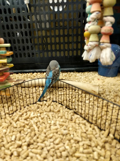 Pet Supply Store «PetSmart», reviews and photos, 9870 Brook Rd, Glen Allen, VA 23059, USA