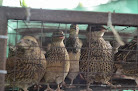 Lugares de venta de aves en Panamá