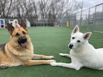 Pawsitive Pet Services - Photo 2 - Car repair in Lawton, IA, Sioux City
