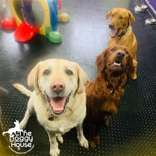 The Doggy House Dog Daycare Altrincham Manchester - Manchester