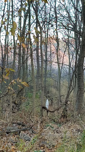 Nature Preserve «Mud Lake Bog Nature Preserve», reviews and photos, 905 E Elm Valley Rd, Buchanan, MI 49107, USA