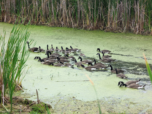 Nature Preserve «Tifft Nature Preserve», reviews and photos, 1200 Fuhrmann Boulevard, Buffalo, NY 14203, USA