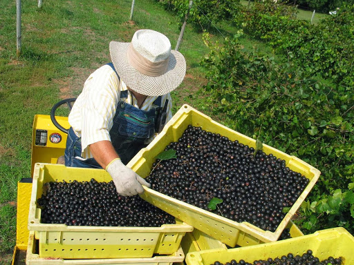 Vineyard «Morgan Creek Vineyards», reviews and photos, 181 Morgan Creek Ln, Harpersville, AL 35078, USA