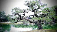 夫婦松