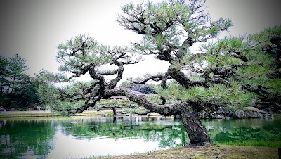 夫婦松