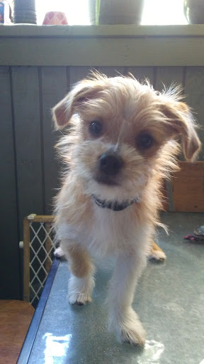 Pet Supply Store «Pet Club Rancho Cordova», reviews and photos, 2344 Sunrise Blvd, Rancho Cordova, CA 95670, USA