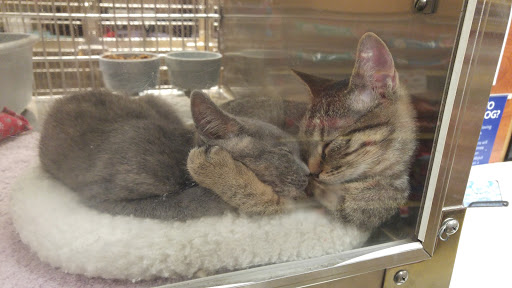 Pet Supply Store «PetSmart», reviews and photos, 4794 Jimmy Lee Smith Pkwy #108, Hiram, GA 30141, USA