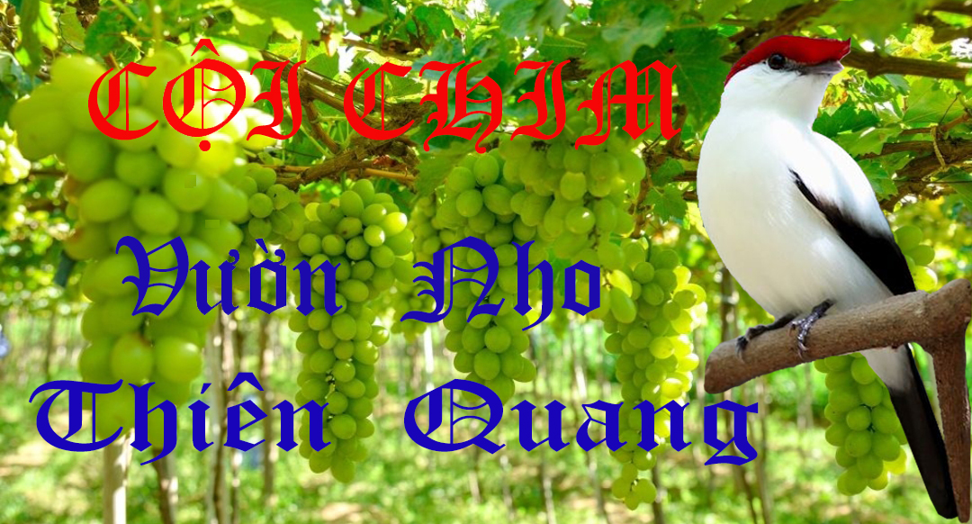 Vườn Nho Thiên Quang - Hóc Môn