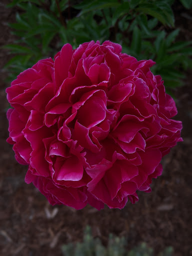 Park «Kirke Park», reviews and photos, 7028 9th Ave NW, Seattle, WA 98117, USA