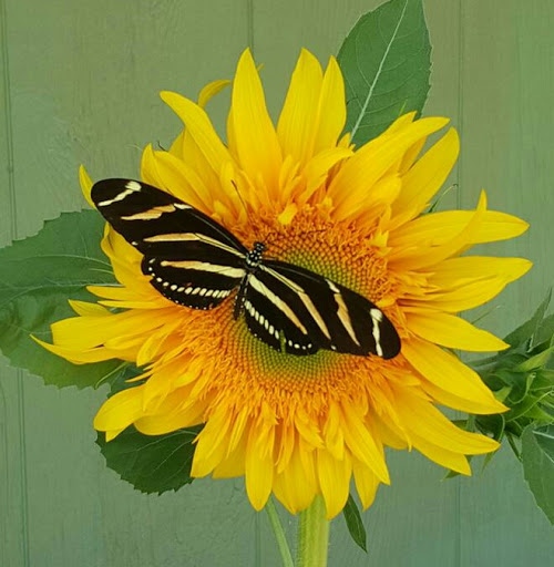 Florist «Shananne Cain Florist Inc», reviews and photos, 123 N Central Ave, Umatilla, FL 32784, USA