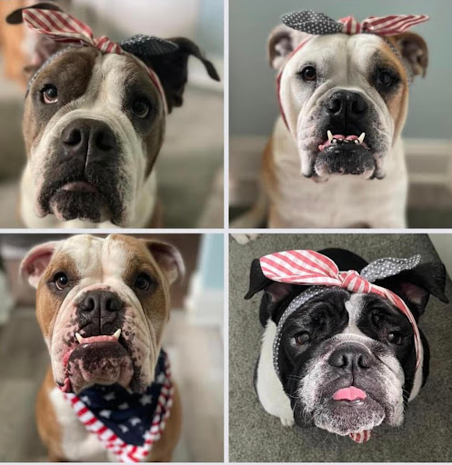 Insurance Agency «Lesa Yoho - State Farm Insurance Agent», reviews and photos