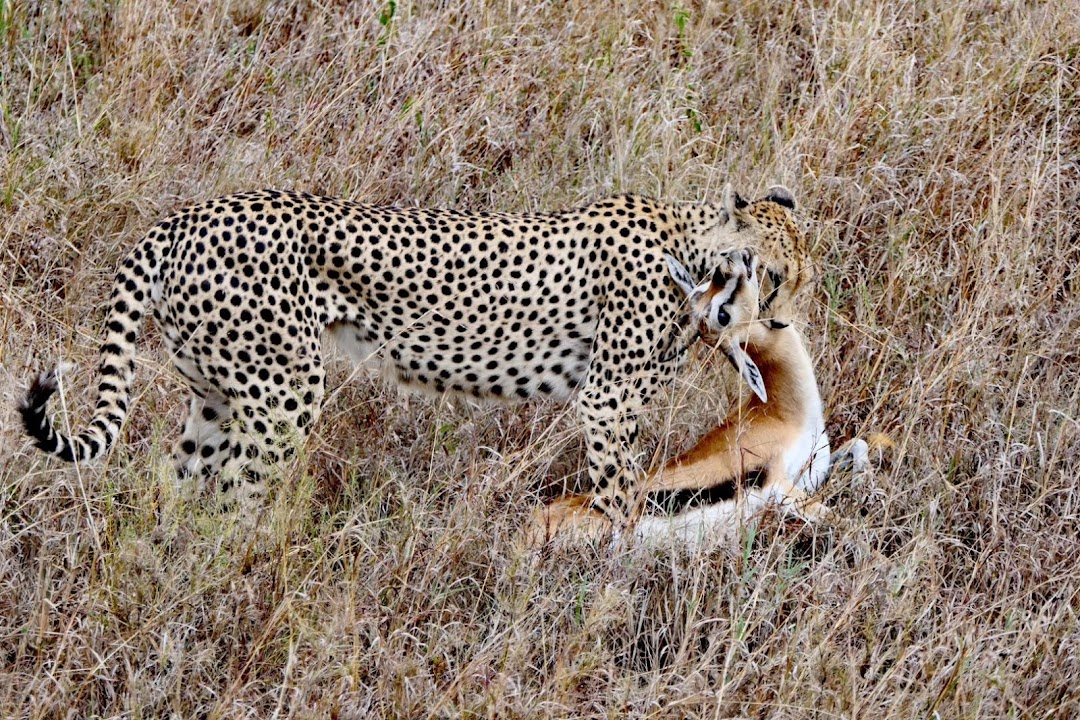 Wildlife Experience Tanzania - WET