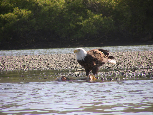 Canoe & Kayak Rental Service «Watertreks Eco-Tours Jenner Kayaks», reviews and photos, 10438 CA-1, Jenner, CA 95450, USA