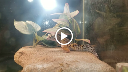 Pet Store «Critter Pet Shop», reviews and photos, 19309 Ecorse Rd, Allen Park, MI 48101, USA